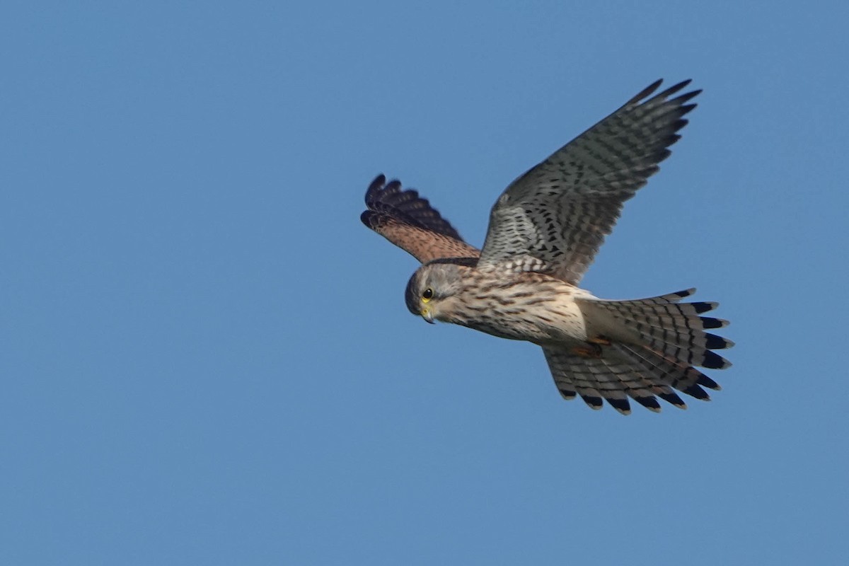 Пустельга - ML644516449