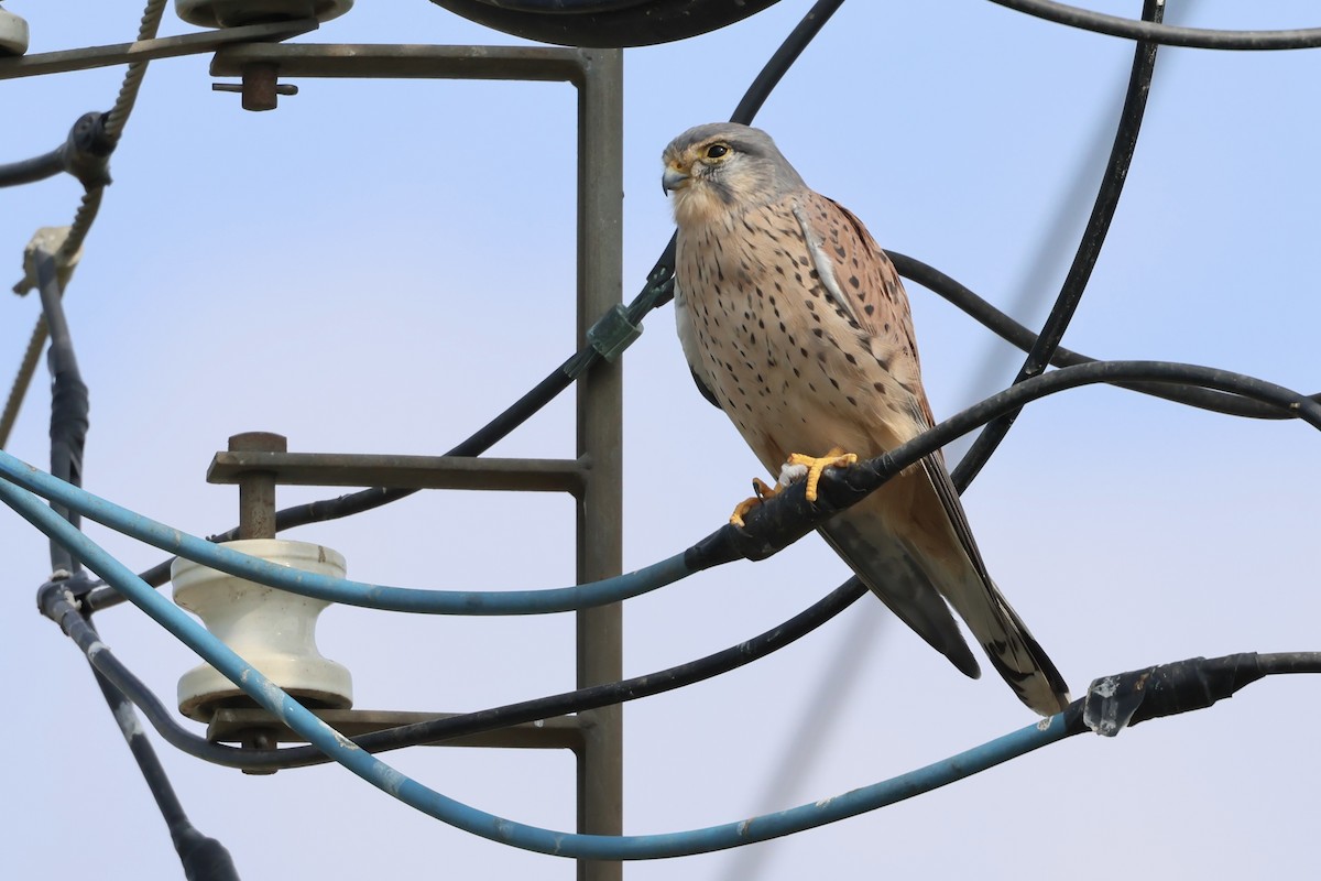 Пустельга - ML644516453