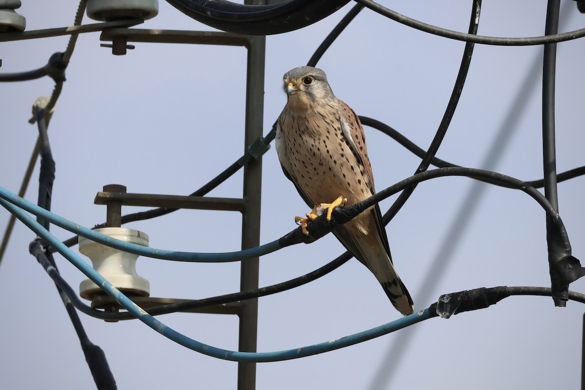 Пустельга - ML644516454