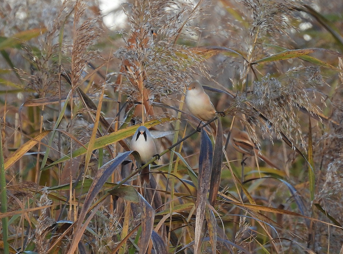 Bıyıklı Baştankara - ML644516455