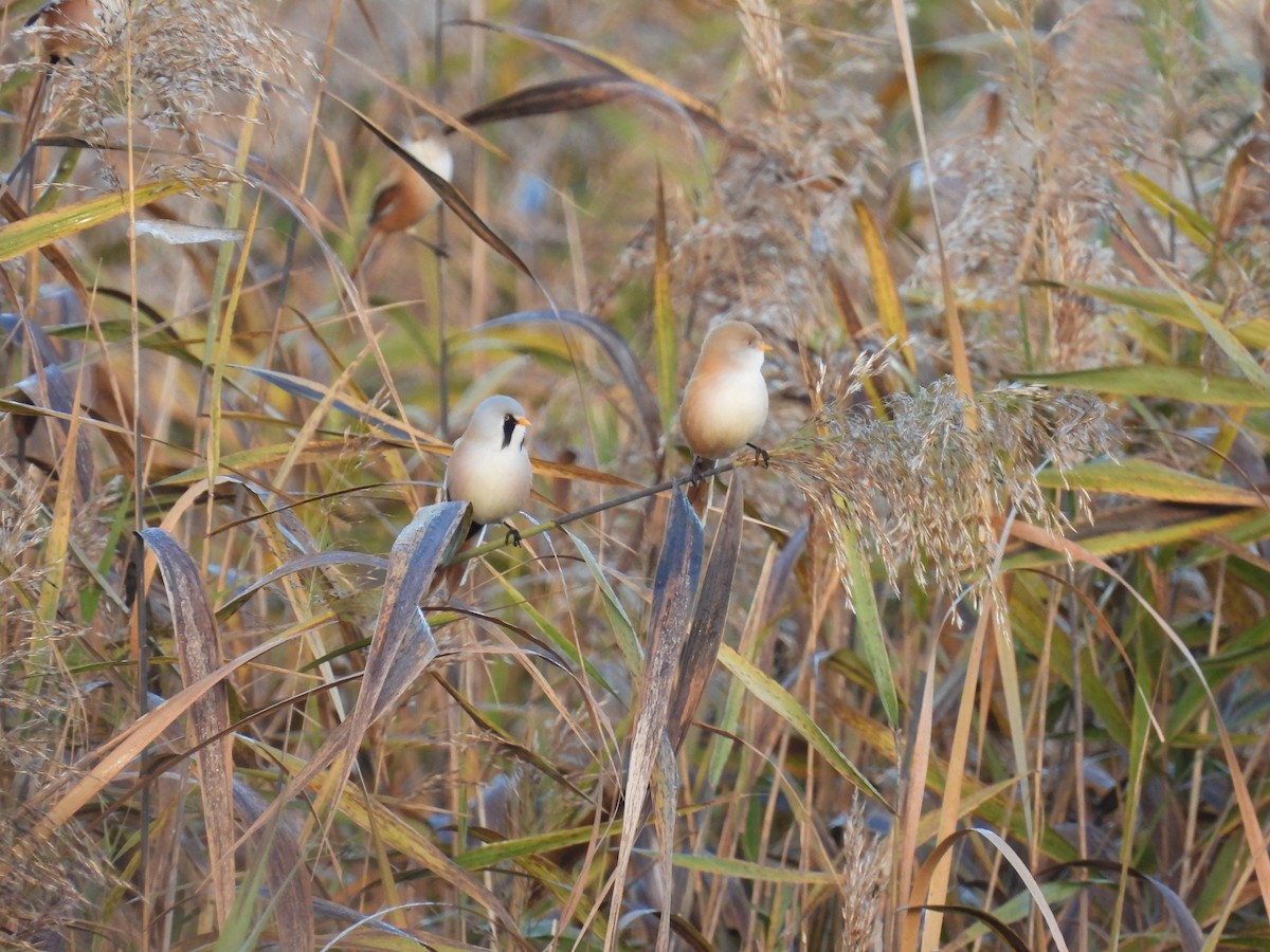 Bıyıklı Baştankara - ML644516457