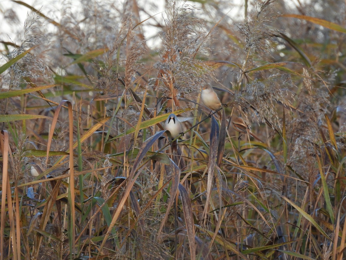 Bıyıklı Baştankara - ML644516458