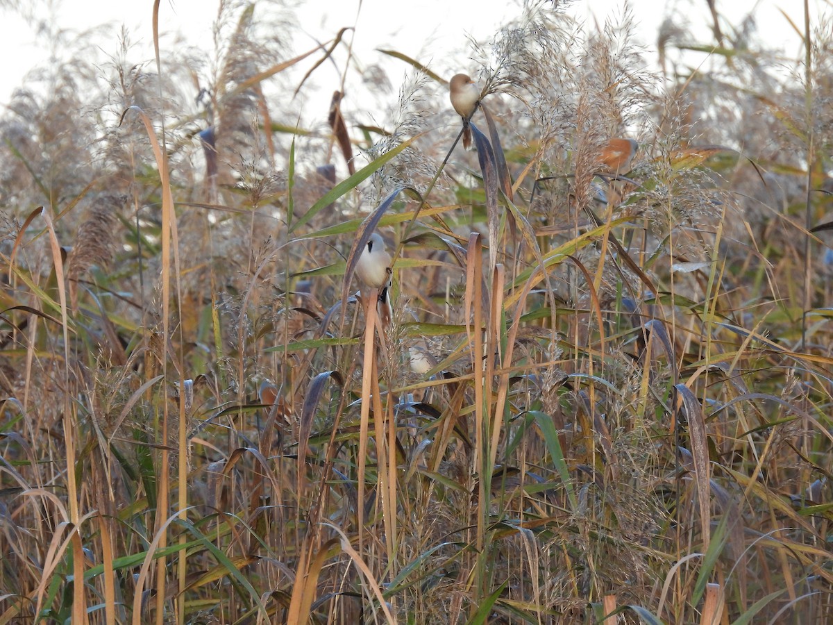 Bıyıklı Baştankara - ML644516459