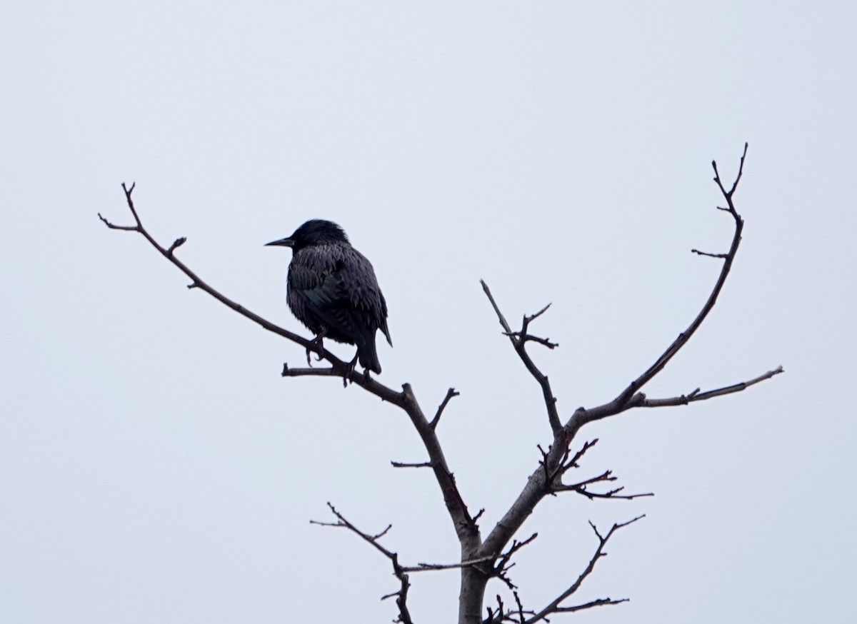 Étourneau unicolore - ML644516467