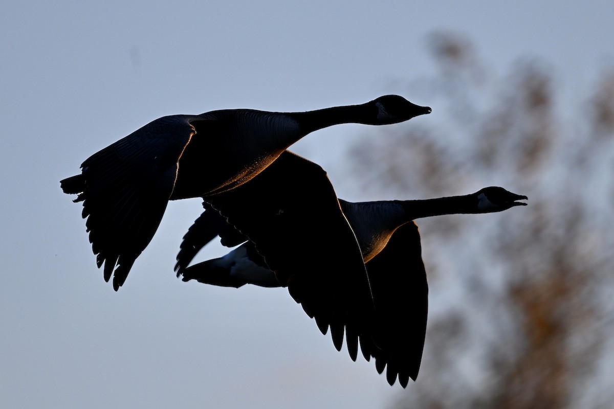 カナダガン - ML644516474