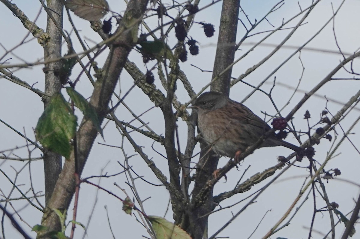 Dunnock - ML644516483