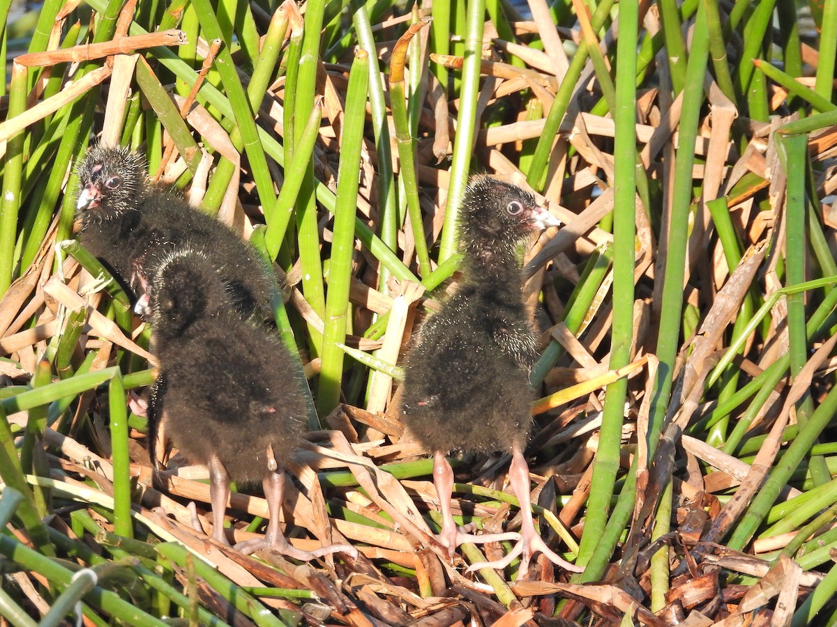 Султанка австралійська - ML644516484