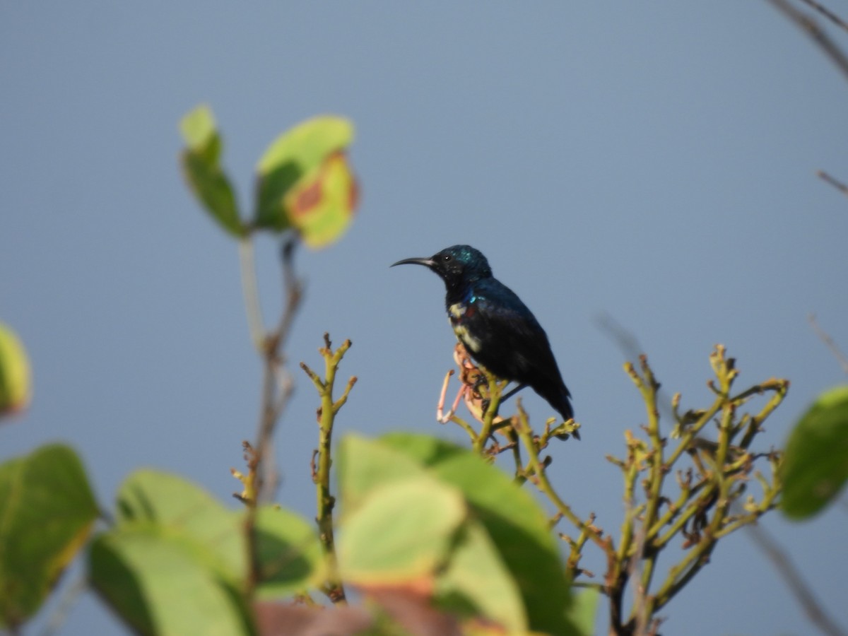 Purple Sunbird - ML644516486