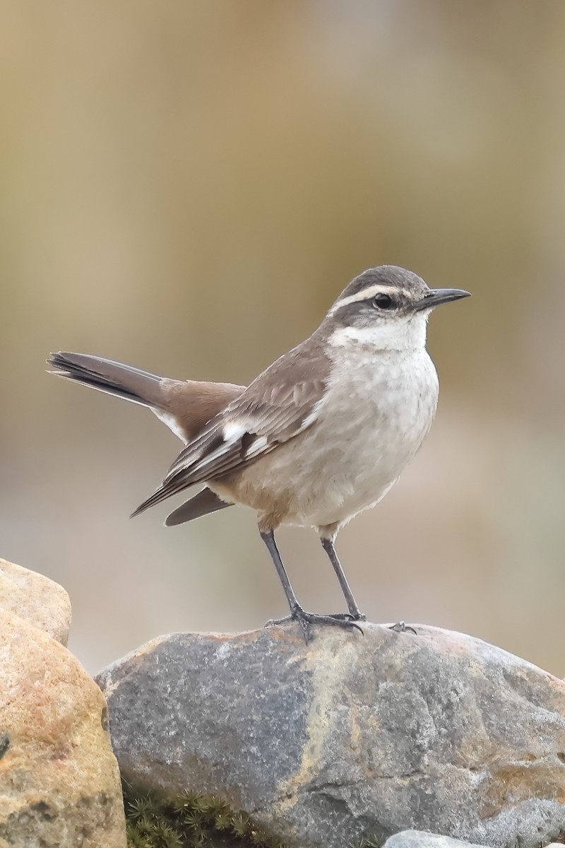 Cream-winged Cinclodes - ML644516488