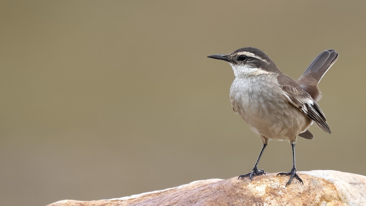 Cream-winged Cinclodes - ML644516489