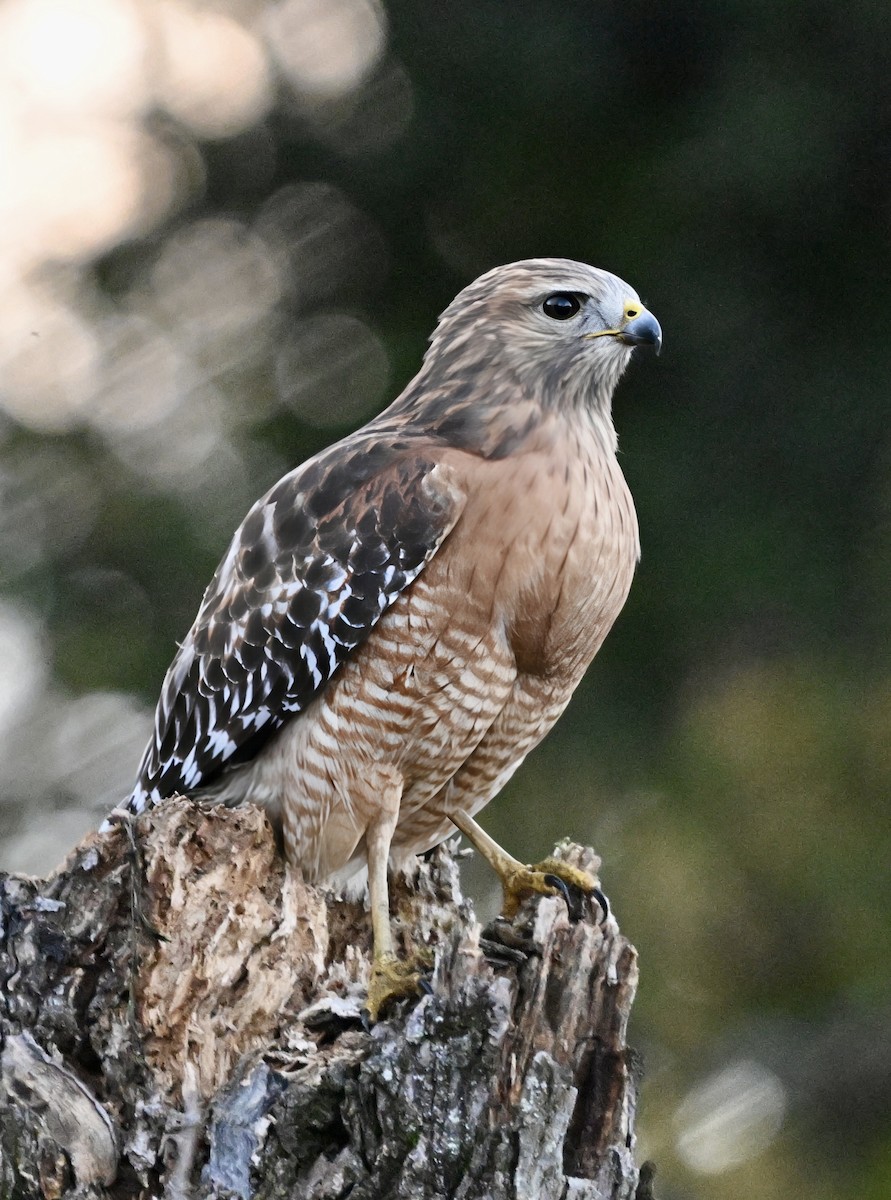 カタアカノスリ - ML644516490