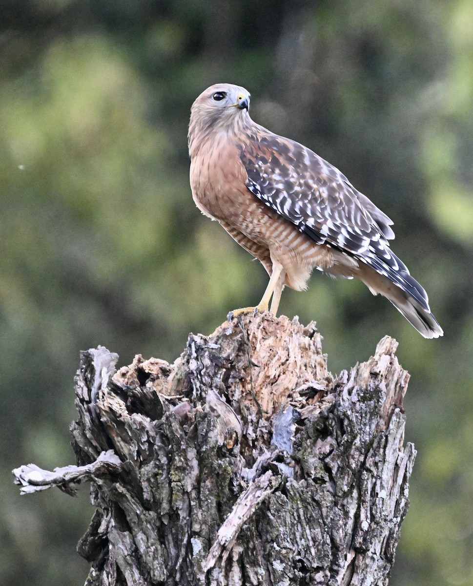 カタアカノスリ - ML644516492