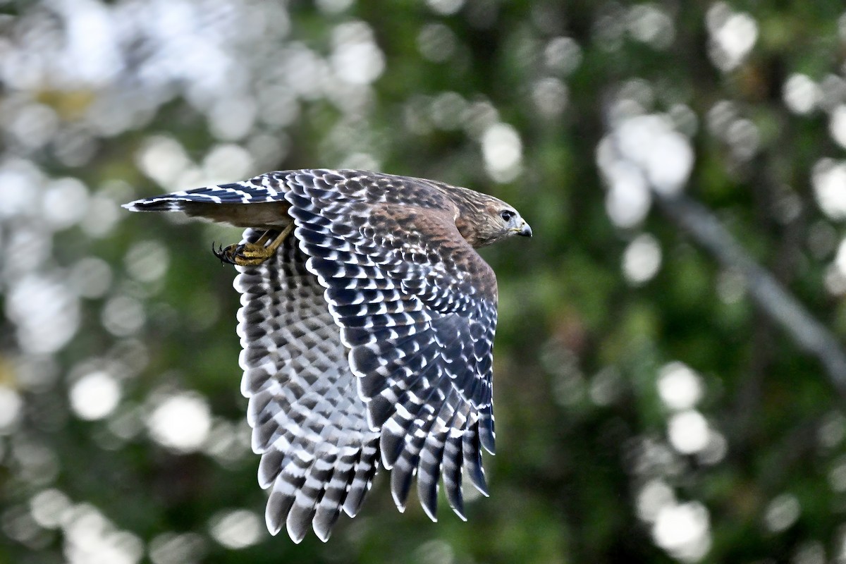 カタアカノスリ - ML644516493