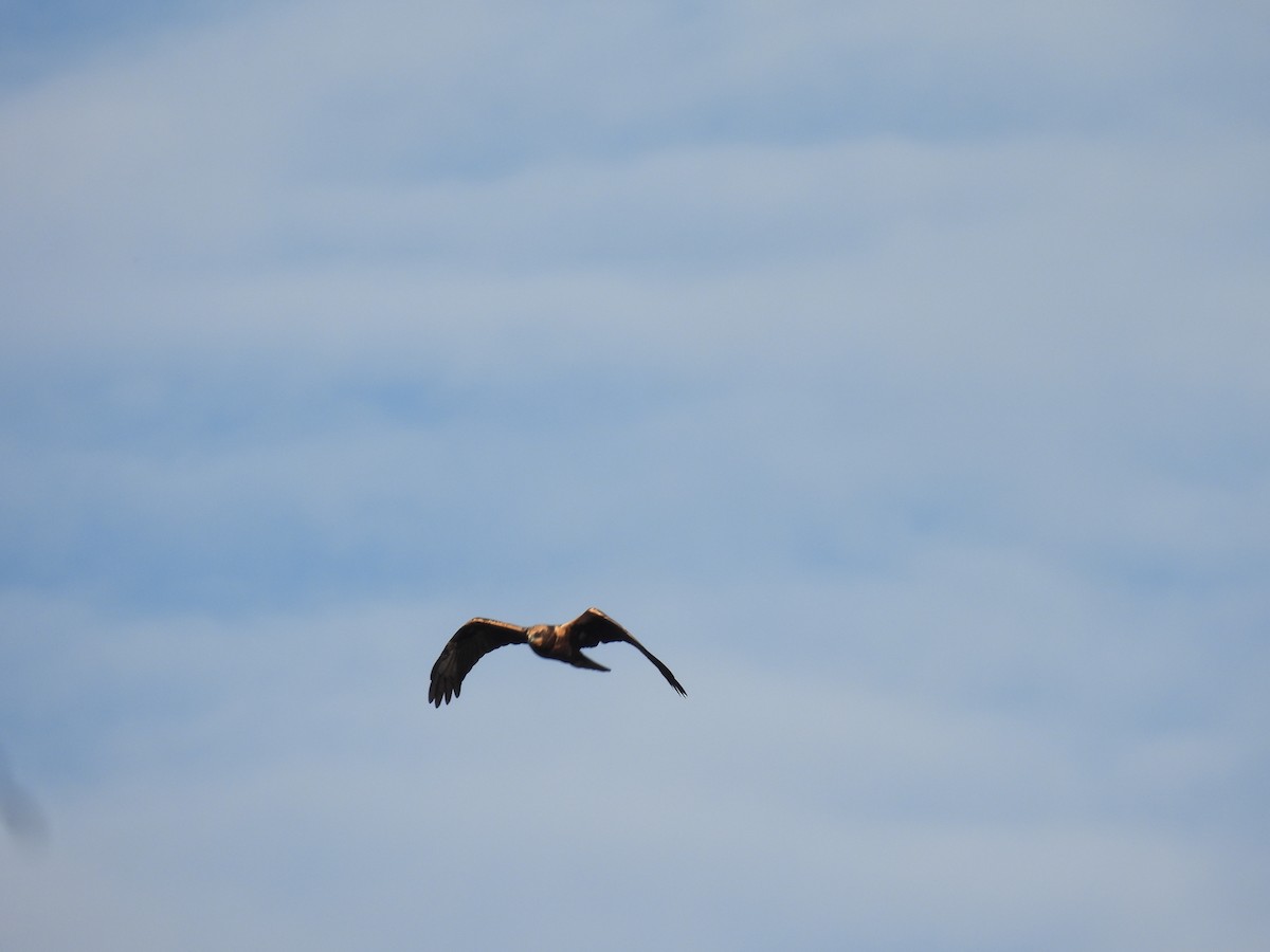 西方澤鵟 - ML644516494