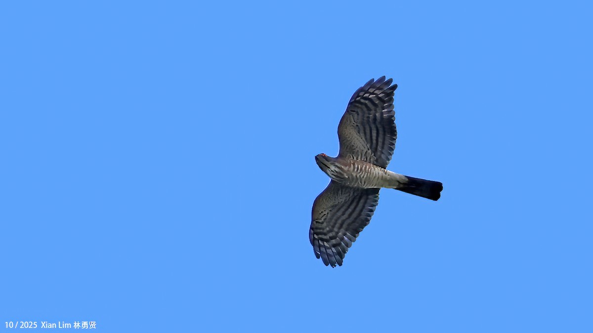 Индийский перепелятник - ML644516498