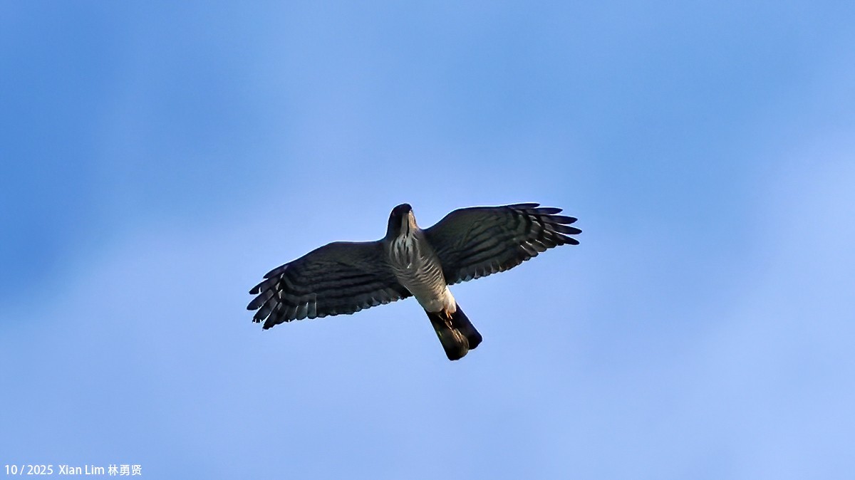 Индийский перепелятник - ML644516499