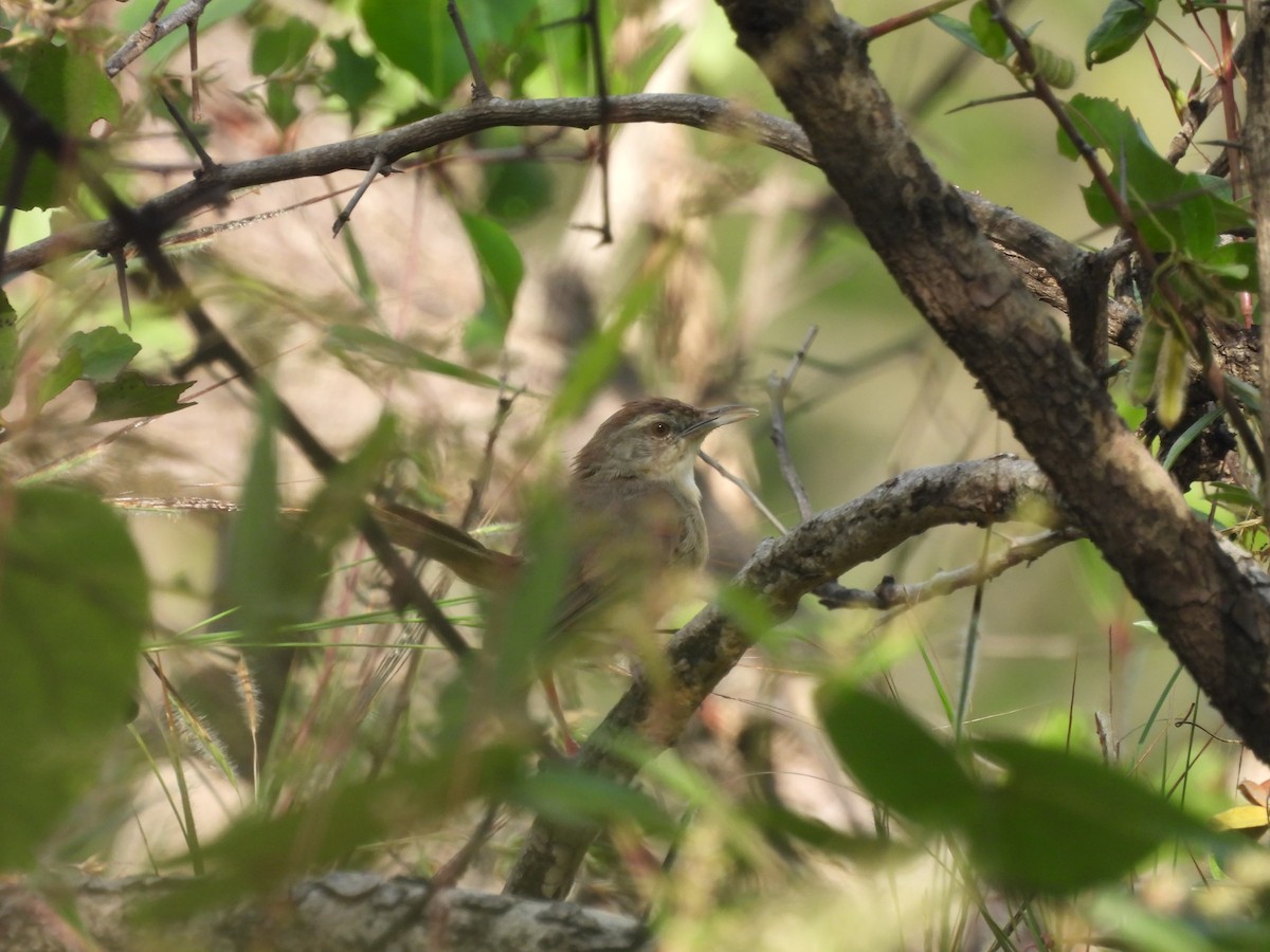 Jungle Prinia - ML644516501