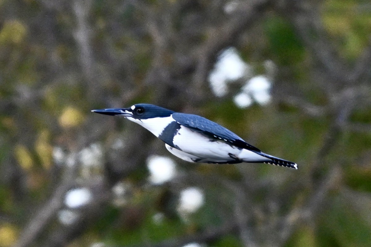 アメリカヤマセミ - ML644516503