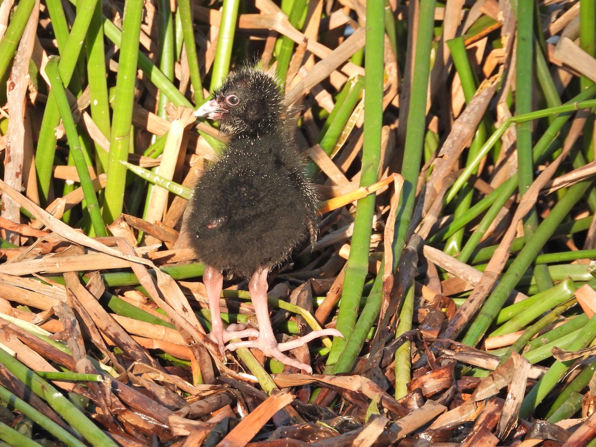 Султанка австралійська - ML644516505