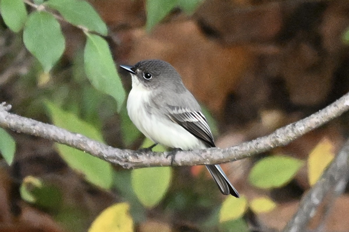 ツキヒメハエトリ - ML644516515