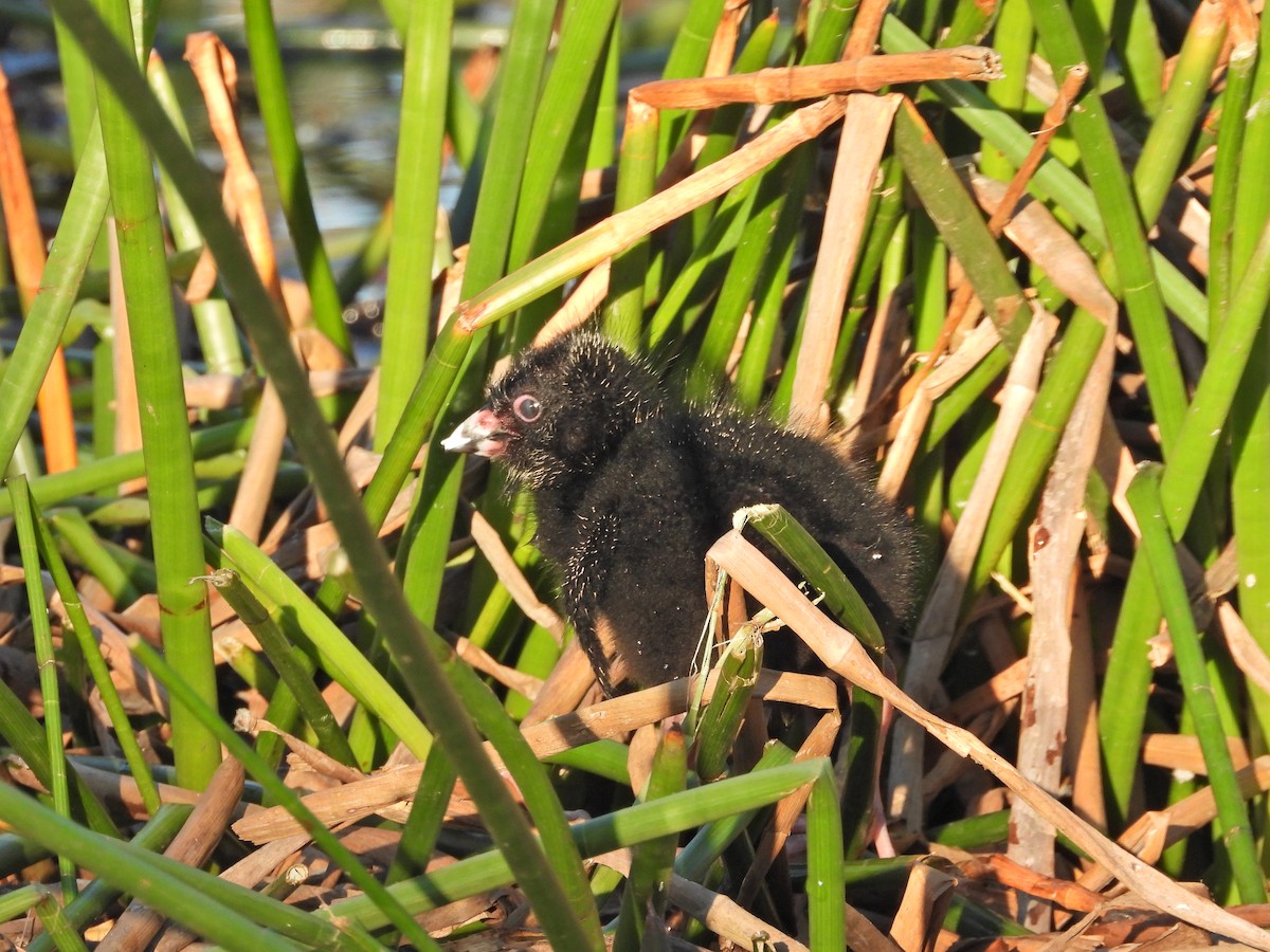 Султанка австралійська - ML644516522