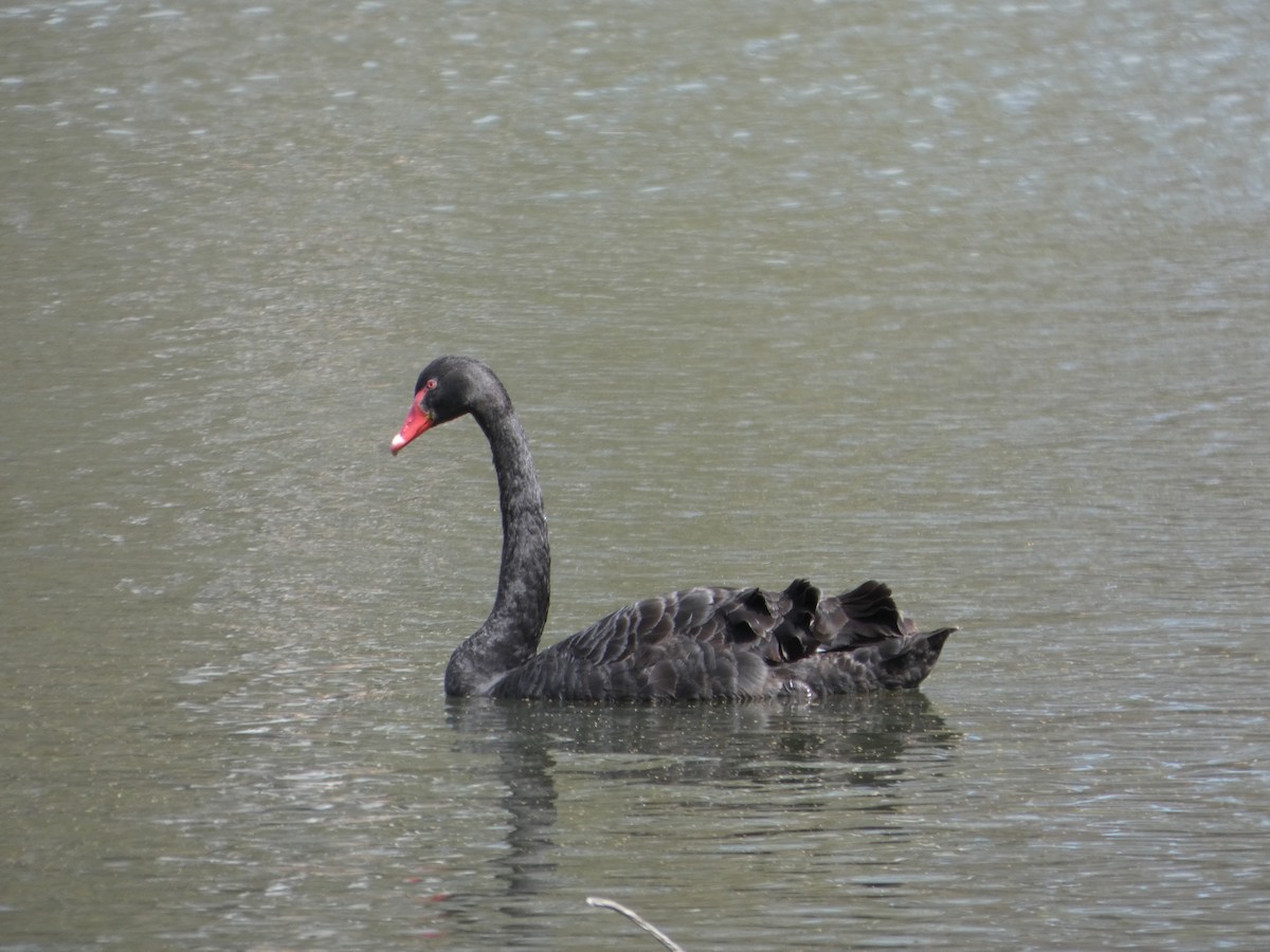 Чёрный лебедь - ML644516527