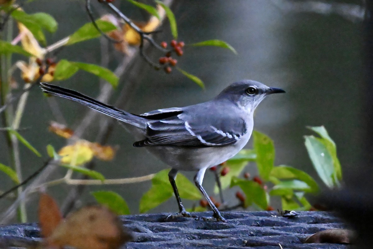 マネシツグミ - ML644516528