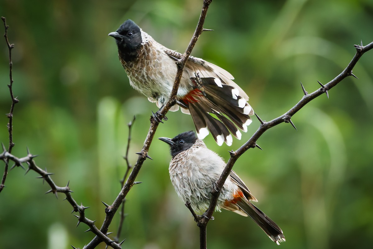 Red-vented Bulbul - ML644516531