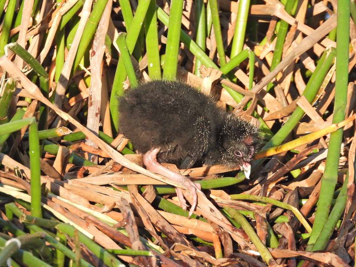 Султанка австралійська - ML644516535