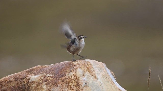 Светлокрылая трясохвостка - ML644516542