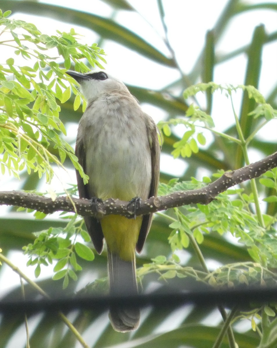 Бюльбюль широкобровий - ML644516545