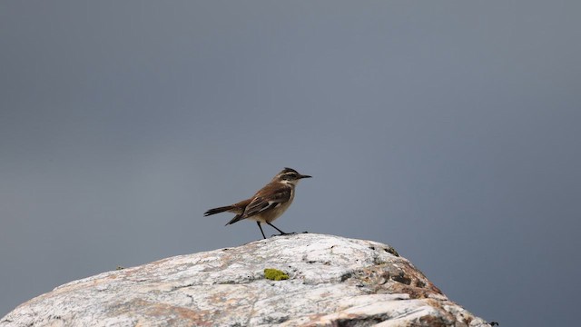 Светлокрылая трясохвостка - ML644516546