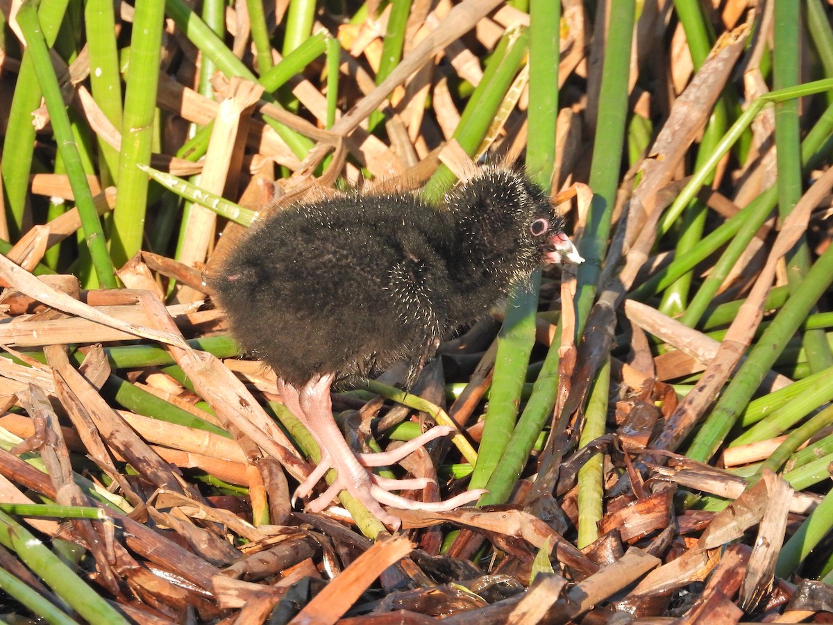 Австралийская султанка - ML644516547