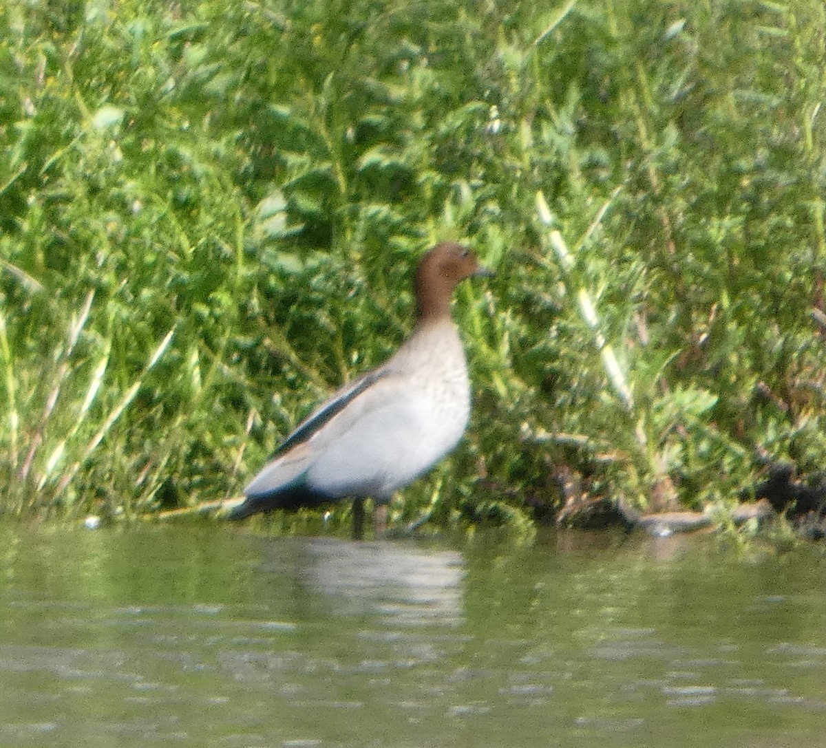 Гривистая утка - ML644516548