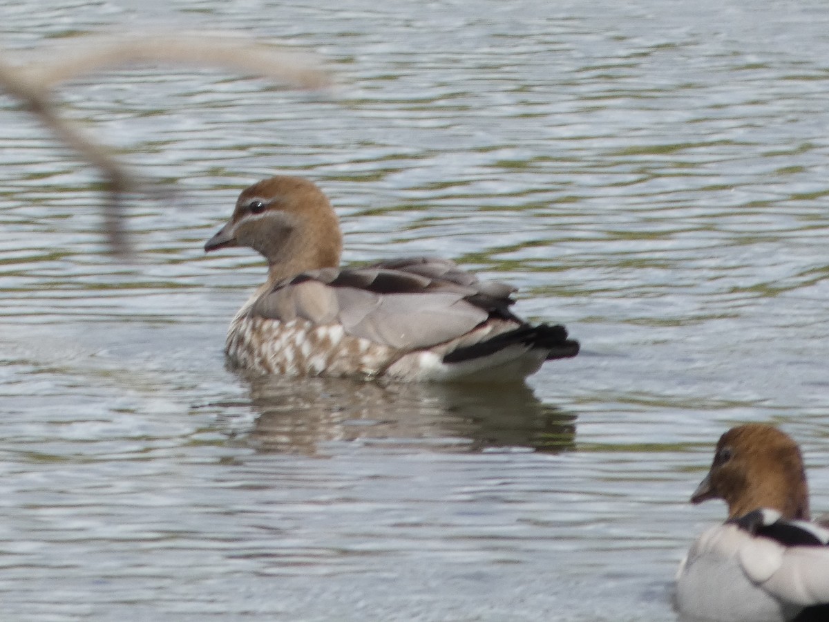 Гривистая утка - ML644516549