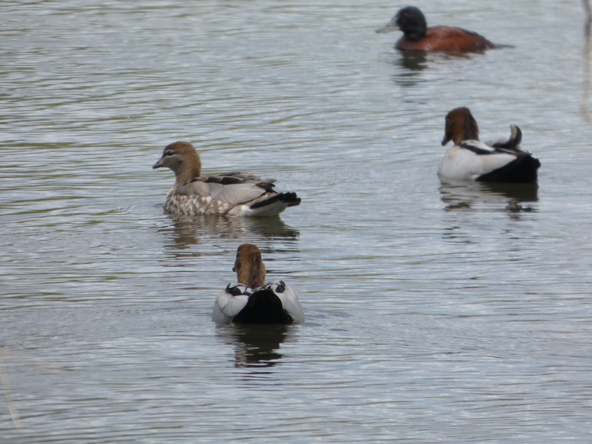 Гривистая утка - ML644516550