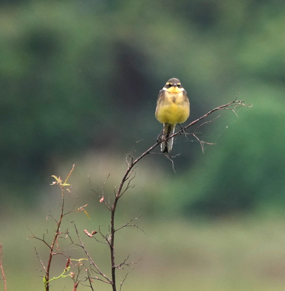 Берингийская жёлтая трясогузка (Зеленоголовая) - ML644516551