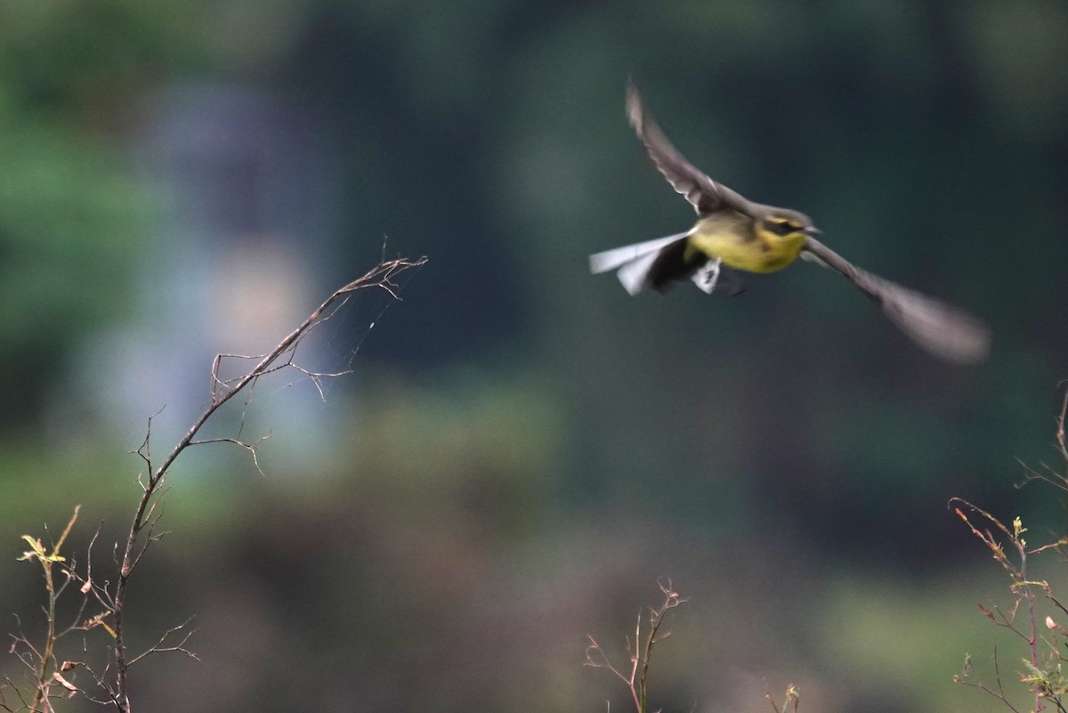 Берингийская жёлтая трясогузка (Зеленоголовая) - ML644516552