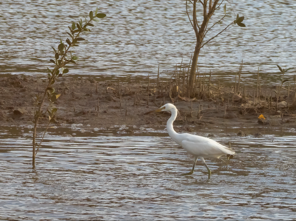 Желтоклювая цапля - ML644516553