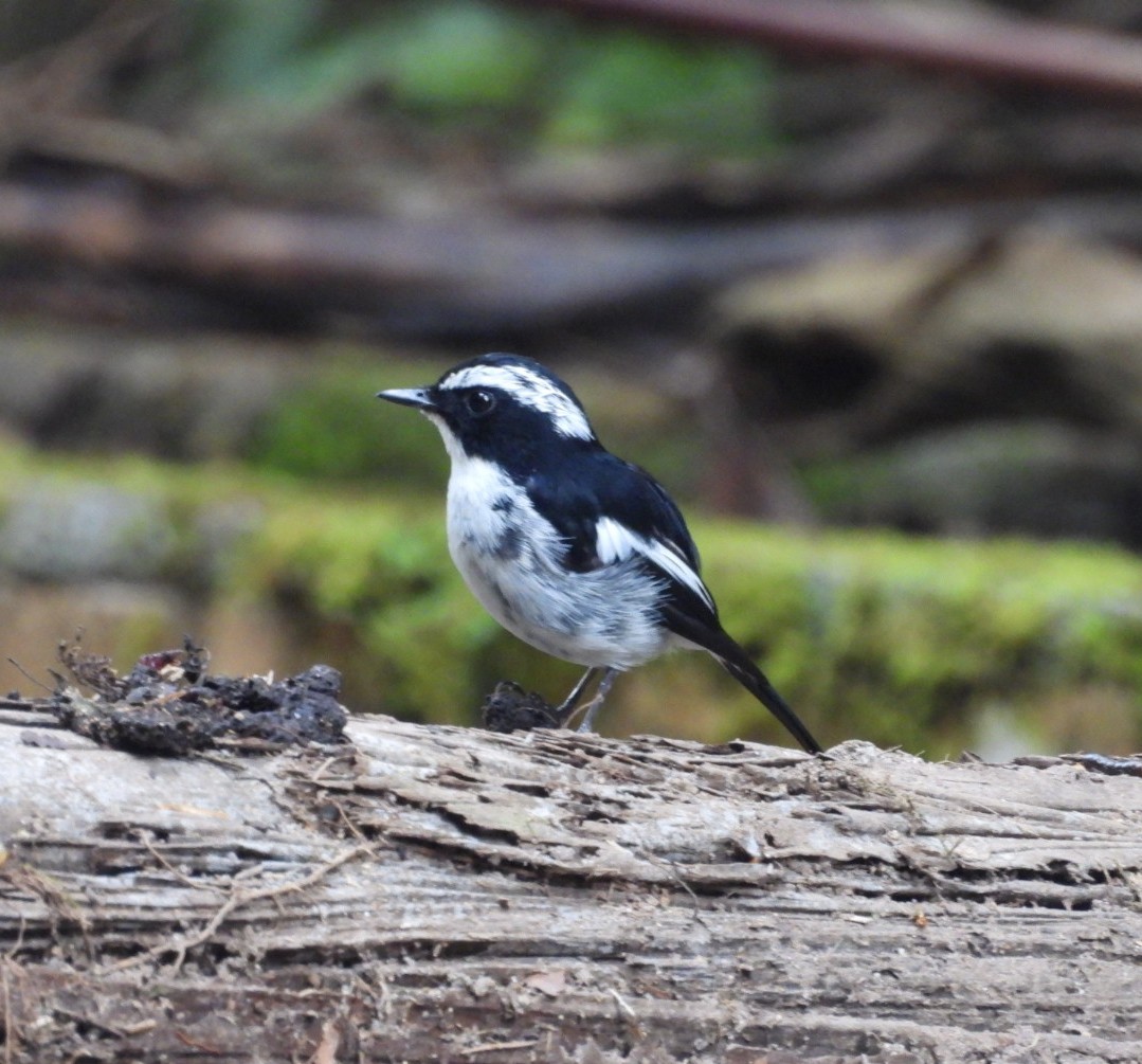 Сорочья мухоловка - ML644516554