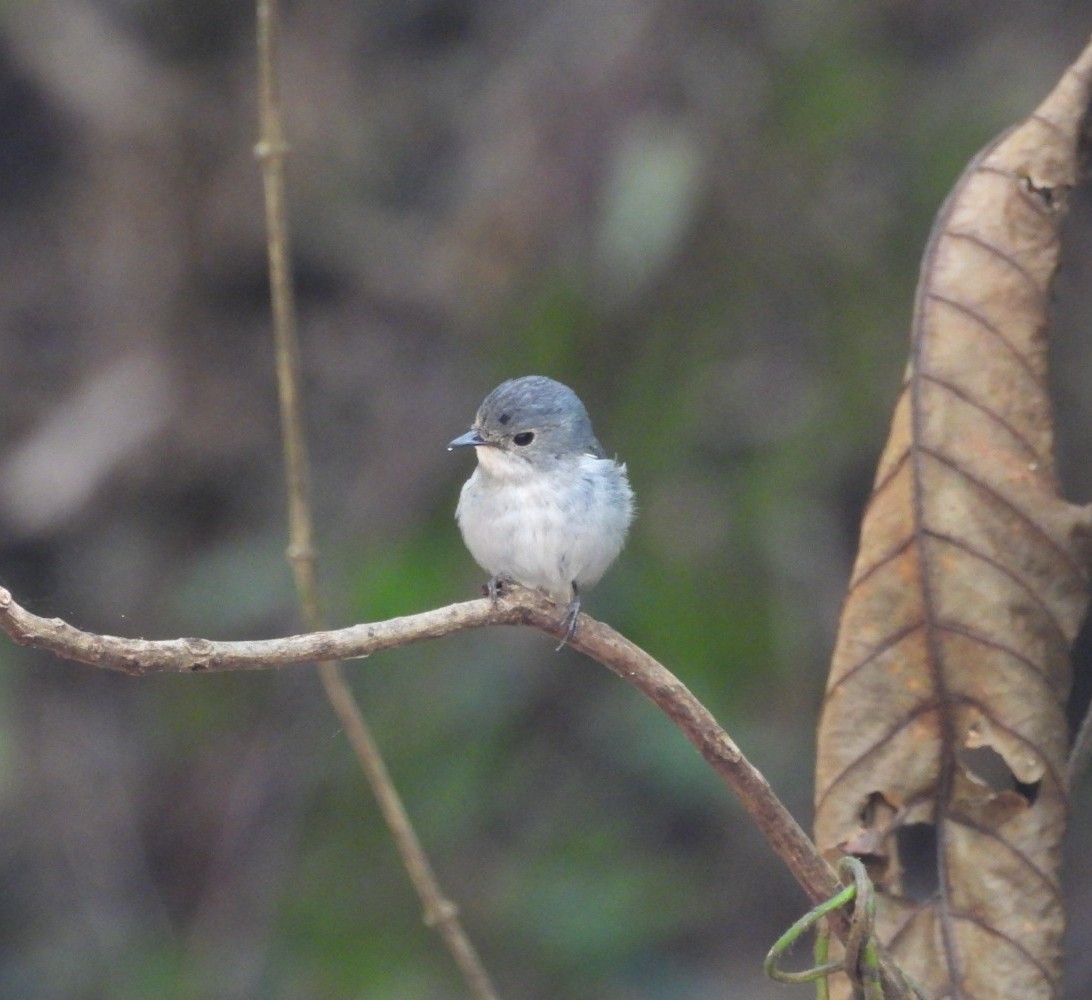 Сорочья мухоловка - ML644516555