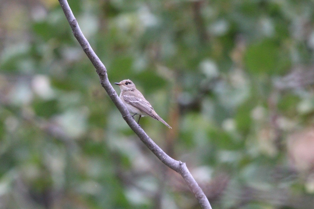 Spotted Flycatcher - ML644516556
