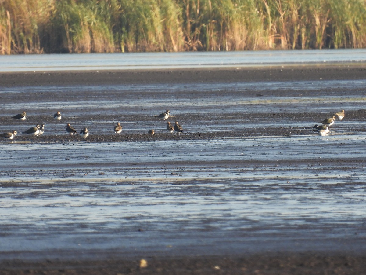 Бекас - ML644516557