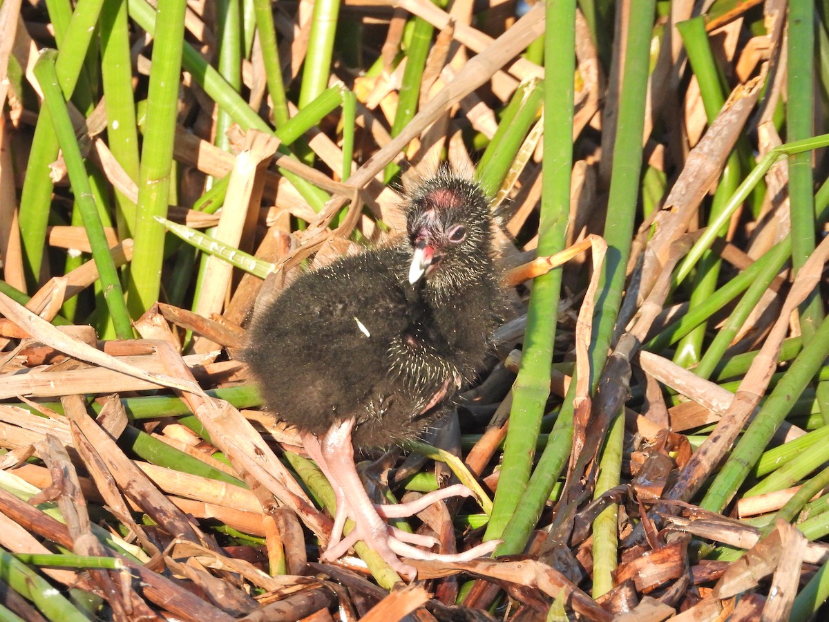 Австралийская султанка - ML644516558