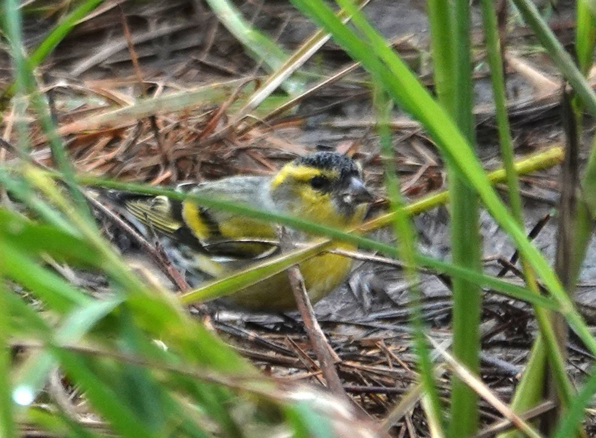 Чиж - ML644516559