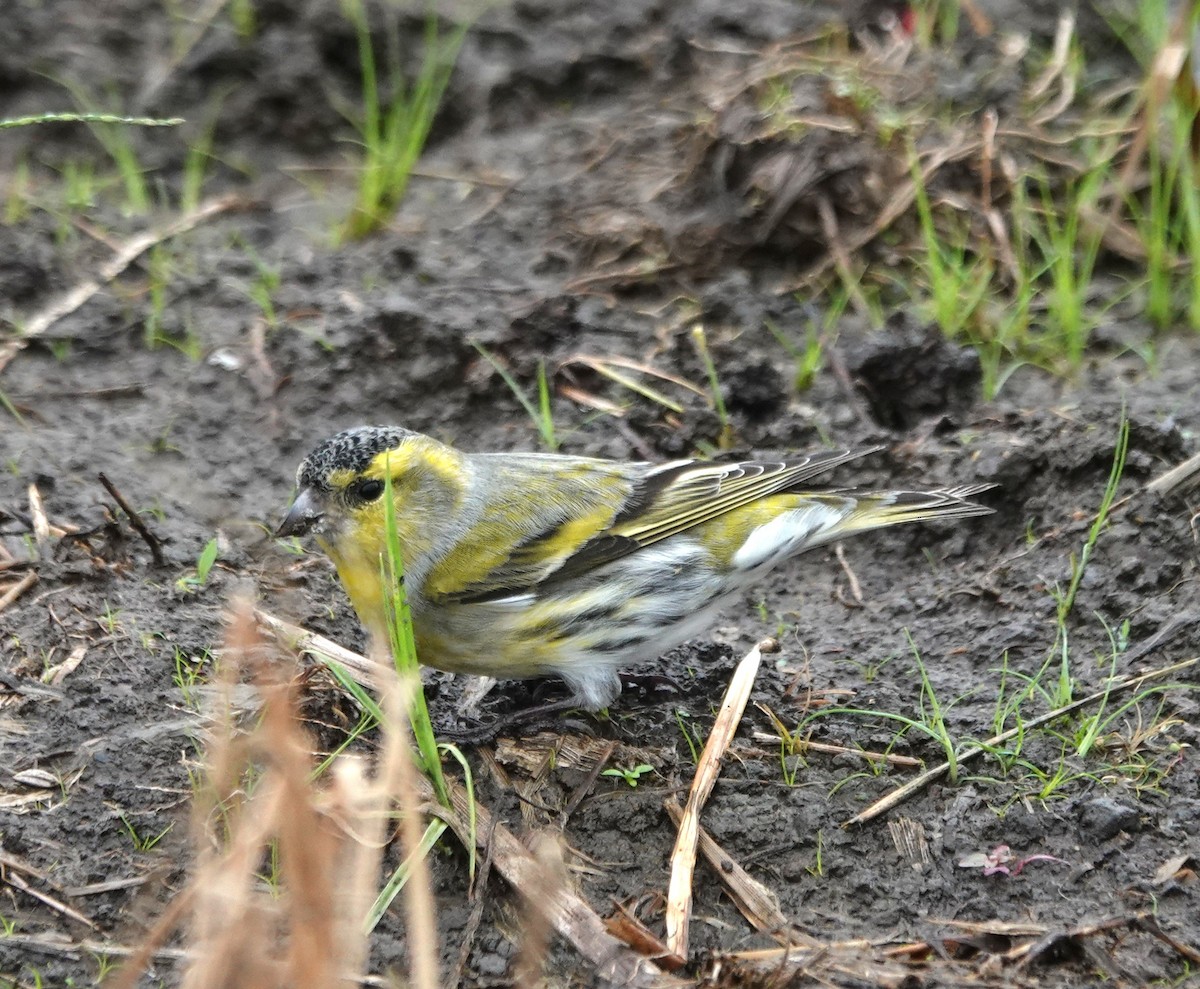 Чиж - ML644516560