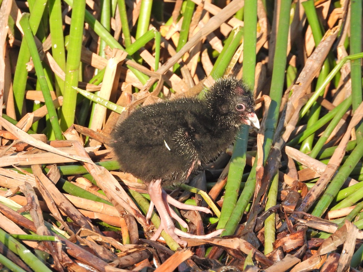 Австралийская султанка - ML644516564