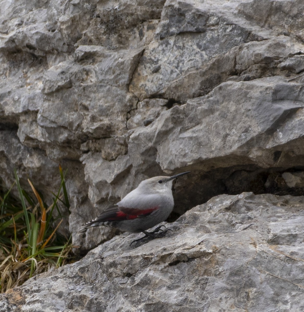 Стенолаз - ML644516565