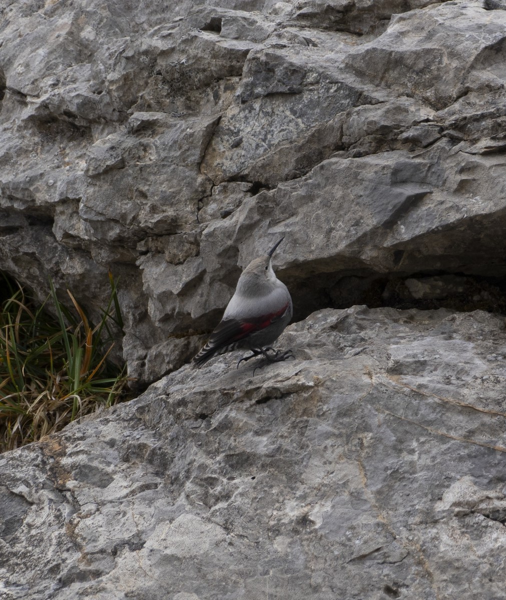 Стенолаз - ML644516566