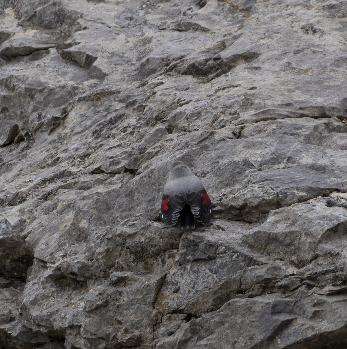 Стенолаз - ML644516567